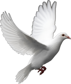 White dove bird